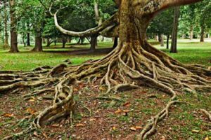 tree roots depicting rooter service